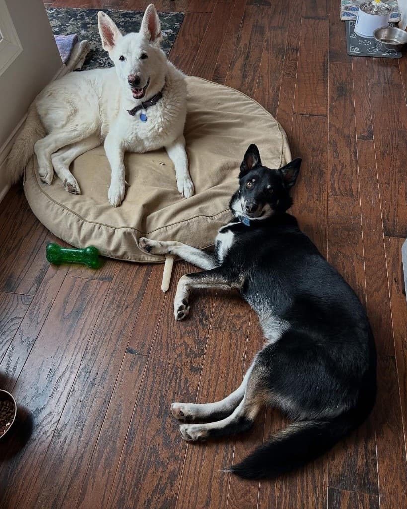Two dogs resting comfortably during care