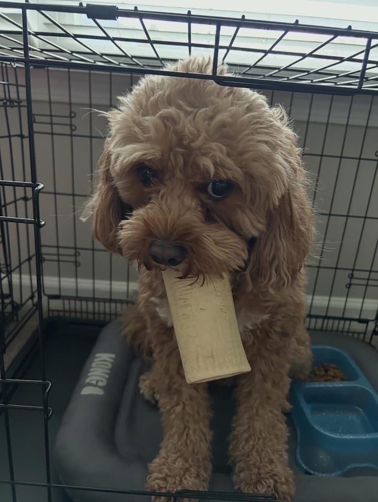 Archie holding a favorite bone toy