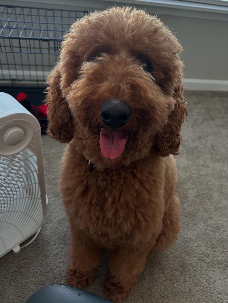 Stevie sitting and smiling