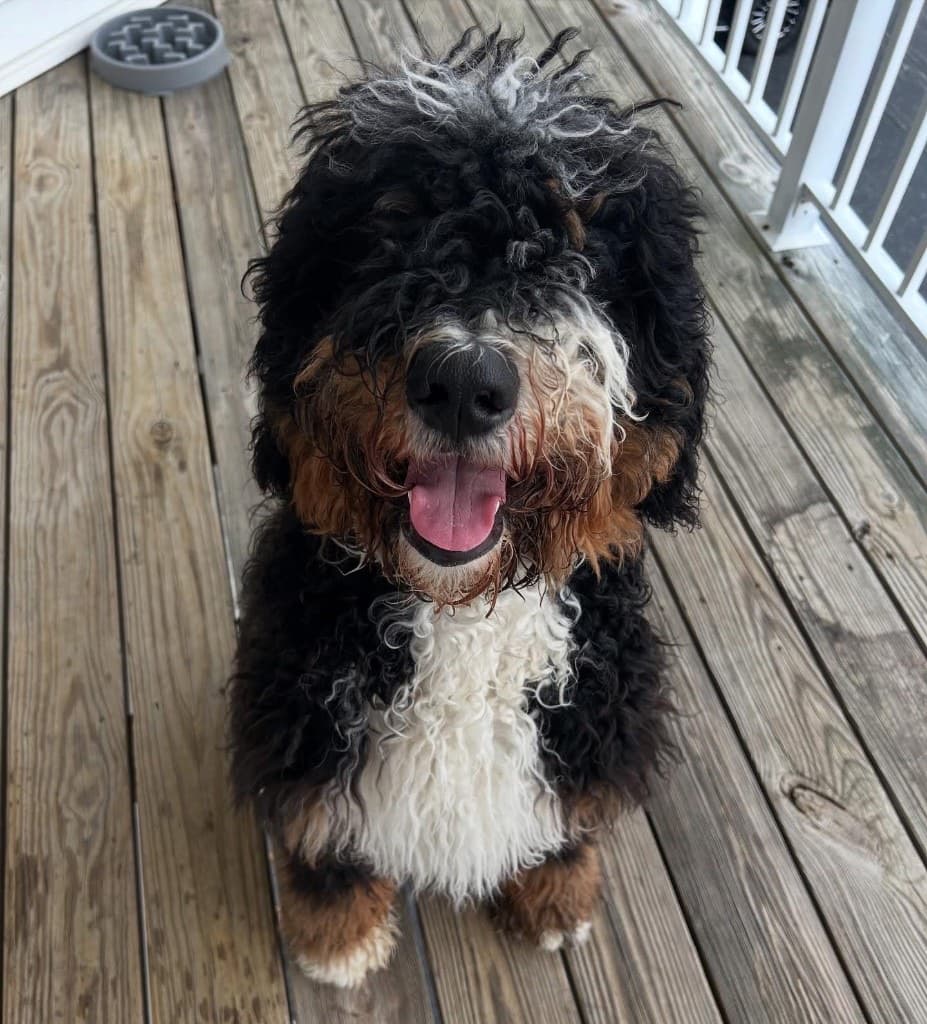 Odie smiling on a wooden deck