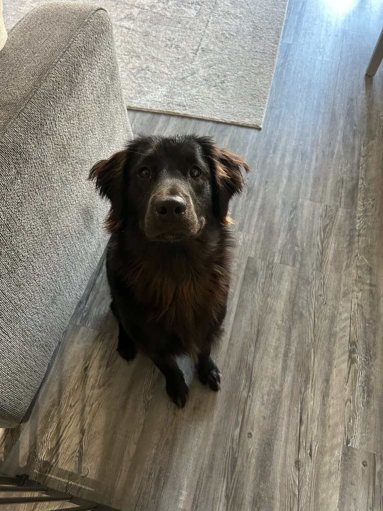 Winston, a black and tan dog, sitting and looking up at the camera
